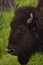 Buffalo Grazing on Ranch Spring Grass