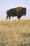 Buffalo grazing on range, Niobrara National wildlife Refuge, NE