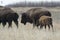 Buffalo on the great plains