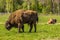 Buffalo on a green meadow in Sweden national park