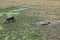 The buffalo group is standing in the rice fields with water, soaking and relaxing in nature.