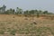 The buffalo group is standing and walking, eating grass in the rice fields, relaxing in the Asian nature