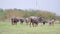 Buffalo group walking on the meadow