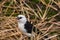 Buffalo headed weaver