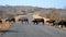 Buffalo Herd Crossing a Road in Botswana