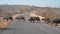 Buffalo Herd Crossing Road in Botswana