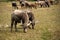 Buffalo and herd are eating grass in outdoor farm park