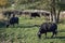 buffalo herd eating some grass