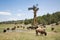 Buffalo herd on a farm in Utah, USA