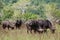 Buffalo herd with a gadfly on his back in the Shimba Hills