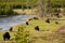 Buffalo herd grazing along the Yellowstone River
