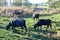 buffalo herd on green grass