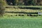 buffalo herd in low grass of the Eifel valley near ThÃ¼r