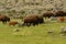 Buffalo herd with mothers and calves on migration