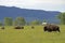 Buffalo herd on the move in Yellowstone.