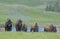 Buffalo herd on the move in Yellowstone.