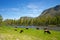 Buffalo Herd Ranges in Yellowstone