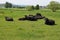 buffalo herd resting in the swampland of the Vulkaneifel near ThÃ¼r