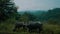 Buffalo herd at riverside in beautiful green Chiang Rai area