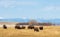 Buffalo herd at Rocky Mountain Arsenal National Wildlife Refuge