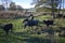 buffalo herd with some calves