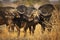 Buffalo herd standing in yellow sunlight in dry grass in Kruger Park in South Africa