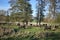 buffalo herd between tall swamp trees and reed