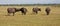 Buffalo Herd in Tanzania