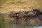 Buffalo herd in the water