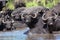 Buffalo Herd Water Wildlife