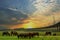 Buffalo herds in countryside at Pasak Chonlasit Dam and Khok Salung Railway Bridge in Lopburi Province