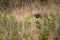 A buffalo hiding in the grass during a safari in the Hluhluwe - imfolozi National Park in South africa