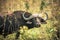 A buffalo hiding in the grass during a safari in the Hluhluwe - imfolozi National Park in South africa