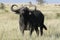 Buffalo with huge horns