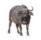 buffalo isolated pictures
