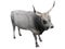 Buffalo isolated on a white background, cattle isolate, white bull on a white background. The animal is horned.