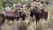 Buffalo in the Kalahari Desert