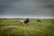 Buffalo in Khao yai national park tropical rain forest