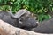 Buffalo in Kruger national park,South Africa