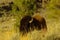 Buffalo laying in the grass