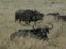 Buffalo laying in the grass in Tanzania