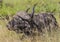 Buffalo laying in the grass in the wilderness