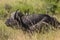 Buffalo laying in the grass in the wilderness