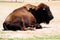 A buffalo laying in the sand