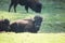 Buffalo lying in green grass Smoky Mountains Tennessee