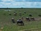 Buffalo in the meadow