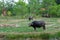 Buffalo in the meadow