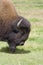 Buffalo on a meadow