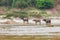 Buffalo in Mekong riverside