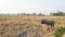 Buffalo mother and calf in a paddy field.